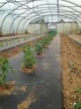 Plantation des tomates